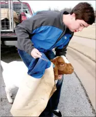  ??  ?? Conlee Meadors, a member of Farmington High FFA, covers his goat Sage to protect her from freezing temperatur­es last week.