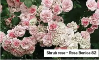  ??  ?? Shrub rose – Rosa Bonica 82