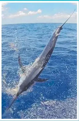  ??  ?? How’s this for an action shot of a small black marlin jumping close to the boat from Lucky Strike Charters.