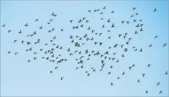  ?? FOTO: MIKEL ARRAZOLA ?? Un bando de palomas sobrevuela el cielo. La temporada llega a su fin para los cazadores