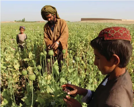  ?? AFP ?? An Afghan farmer harvesting opium sap from a poppy field in the Gereshk district of Helmand in April this year