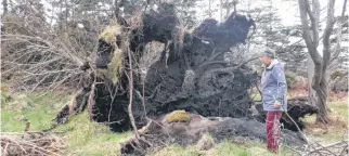  ??  ?? On May 9, wind gusts reached 100 kilometres per hour in Overton, Yarmouth County. The Halls were out the day after to investigat­e the damage done by the powerful spring storm.