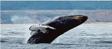  ?? Eric Risberg/Associated Press ?? A humpback whale breeches off Half Moon Bay.