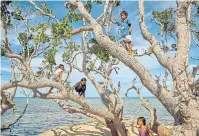  ??  ?? Children climb the branches of a mangrove tree on Batasan.