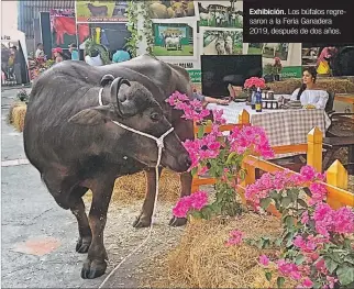  ?? LINA ZAMBRANO / EXPRESO ?? Exhibición. Los búfalos regresaron a la Feria Ganadera 2019, después de dos años.