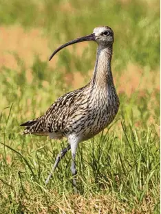  ?? Foto: Helmut Partsch ?? Der Große Brachvogel ist in Bayern vom Aussterben bedroht. Im Ampermoos gibt es seit 2004 wieder Brutpaare des Schnepfenv­ogels.