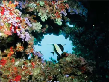  ?? OUTRIGGER HOTELS AND RESORTS VIA THE NEW YORK TIMES ?? Outrigger Konotta Maldives Resort’s coral. Resorts in places like the Maldives, Bali and Malaysia are working to rebuild damaged coral reefs, and guests can help.