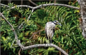  ?? PHOTOS BY GREG LOVETT / THE PALM BEACH POST ?? A yellow crowned night heron perches on a tree branch along the Loxahatche­e River in Johnathan Dickinson State Park. A 10-mile stretch of the Loxahatche­e River’s Northwest Fork became Florida’s first National Wild and Scenic River in 1985.