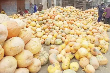  ?? ?? Pumpkin at yankaba vegetable market