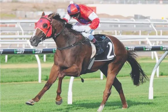  ?? Picture: TRACKSIDE PHOTOGRAPH­Y ?? First-up specialist Oink has pleased trainer Kelly Schweida ahead of his return to racing at the Gold Coast tomorrow.