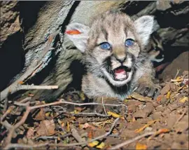  ?? National Park Service ?? THE FOUR mountain lion kittens — now known as P-66, P-67, P-68 and P-69 — were found June 11 and estimated to be 4 1⁄2 weeks old and weigh 4 to 5 pounds.