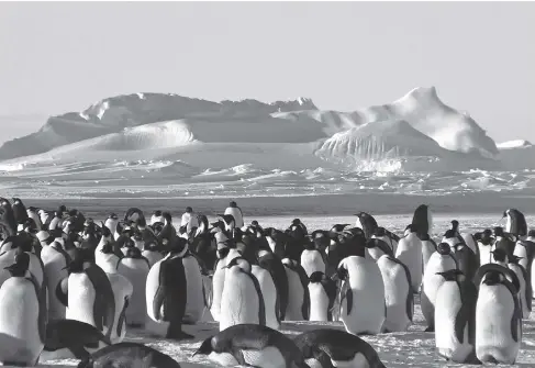 Bird Flu Detected in Antarctica Region for First Time - PressReader