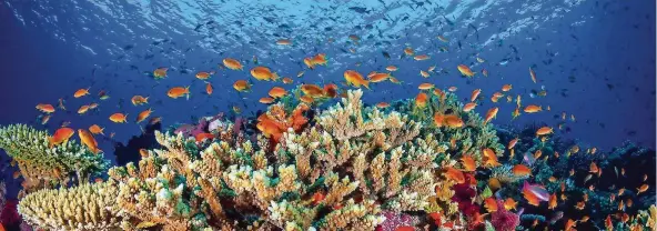  ?? FOTOS: DPA ?? Die Korallen des Great Barrier Reef in Australien sind Heimat und Nahrung für viele Lebewesen. Doch das Naturphäno­men ist von Umweltgift­en und zu warmem Wasser bedroht.