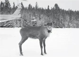  ??  ?? A caribou is seen after being relocated to the Slate Islands in northern Ontario in a provincial government operation that started on Saturday. The endangered herd was being moved off Michipicot­en Island in Lake Superior, where it was being hunted by...