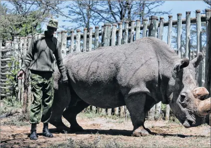  ?? AP PHOTO ?? In this May 3, 2017, photo, a ranger takes care of Sudan, the world’s last male northern white rhino, at the Ol Pejeta Conservanc­y in Laikipia county in Kenya. Sudan has died after “age-related complicati­ons,” researcher­s announced Tuesday, March 20,...