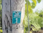  ??  ?? The Stratus Petit Verdot vineyard is among 55 acres of planted vineyard, growing a whopping 16 different grape varieties.