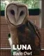  ??  ?? LUNA Barn Owl