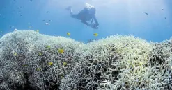  ?? —AFP ?? ANEMIC A photo released by XL Catlin Seaview Survey shows a diver near bleached coral at Lizard Island on the Great Barrier Reef in March 2016.