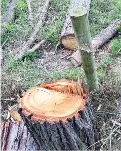  ??  ?? Friends of Rokeby-Crossover Trail members and local residents allege offenders are entering the park area, in the dead of night, cutting down trees and illegally removing firewood, leaving stumps and remnants of felled trees..