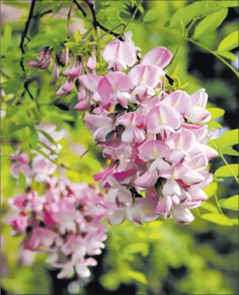  ?? Basieb ?? istock The rosy-pink blossoms of the Idahoensis tree are able to withstand summer temperatur­es in excess of 100 degrees.