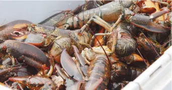  ??  ?? D’année en année, les homardiers retournent à peu près aux mêmes endroits afin d’y déposer leurs casiers. Quand un pêcheur étranger pêche «dans les eaux» d’un autre homardier, il n’est pas inhabituel que la tension monte. - Archives