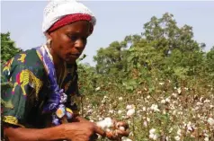  ?? (File Picture) ?? Last year, Zimbabwe produced about 90 000 tonnes of cotton, with 85 percent of the crop funded by Cottco while the remainder was financed by private companies.