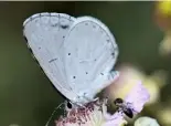  ??  ?? The silvery-winged Holly Blue.