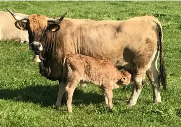  ??  ?? Nolorgue Papine, with a newly born calf on Paul Grace’s farm at Dunlavin, Co Wicklow. Inset below: Paul with some of his ‘Dreylands’ pedigree Aubrac herd.