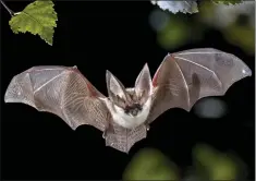  ?? ?? Bats have a ‘remarkable’ range to communicat­e with one another, say experts