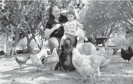  ?? CARLINE JEAN/SUN SENTINEL ?? Carter Celona, 2, and his grandmothe­r Lisa Ceruti, of Davie, sit among a flock of chickens during a visit to the Family Farm in Davie. Family Farms in Davie sells strawberri­es, sunflowers and other produce on its u-pick farm, and offers an online produce box for curbside pickup.