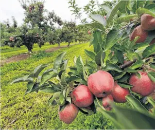  ??  ?? Red Delicious apples at Van Meekeren Farms in Kentville. Taken Oct. 8, 2015. (THE CHRONICLE HERALD / File)