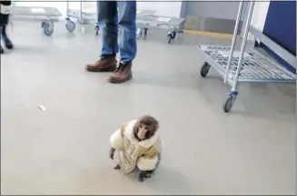  ?? Bronwyn Page ?? Darwin, a monkey found running loose at an IKEA in Toronto on Sunday, will now live at a primate shelter.