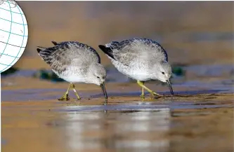  ??  ?? Associate Professor Richard Fuller, of the University of Queensland, studies endangered shorebirds at sites such as the mudflats near the Wiggins Island Export Coal Terminal in QLD.