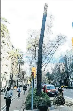  ?? RAMON SUÑÉ ?? Los bomberos interviene­n en una palmera de la Diagonal