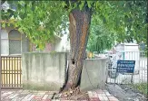  ?? SANCHIT KHANNA/HT ?? A tree in R Block, East of Kailash, on Tuesday. Filling concrete within a 1m radius of a tree is an offence.