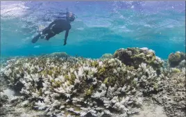  ?? Associated Press photo ?? In this March 2016 photo released by The Ocean Agency/Reef Explorer Fiji, a snorkeler swims above coral that has bleached white due to heat stress in Fiji.