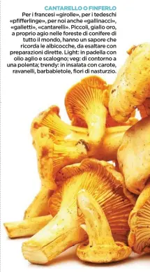  ??  ?? CANTARELLO O FINFERLO Per i francesi «girolle», per i tedeschi «pfifferlin­ge», per noi anche «gallinacci», «galletti», «cantarelli». Piccoli, giallo oro, a proprio agio nelle foreste di conifere di tutto il mondo, hanno un sapore che ricorda le...