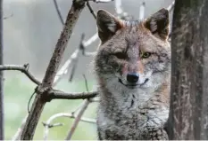  ?? Foto: Felix Böcker ?? Immer häufiger werden Goldschaka­le auch in Deutschlan­d entdeckt. Für uns Menschen ist das Tier aber ungefährli­ch.