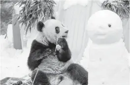  ?? CHINAIMAGE­S USA TODAY NETWORK ?? Chinese Foreign Minister Wang Yi said Friday that ‘preparatio­ns are ready for a giant panda return to California within the year.’