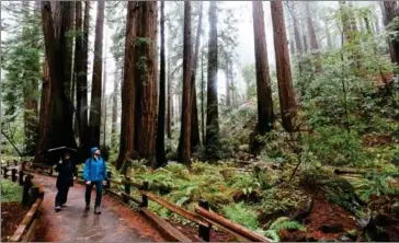  ?? RYAN JONES/FOR THE WASHINGTON POST ?? Tourists walk among redwoods at Muir Woods National Monument.