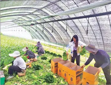  ?? CAMBODIAN EMBASSY ?? Cambodian ambassador to South Korea Chring Botum Rangsay (standing, no hat) visits a farm where migrant workers from the Kingdom are employed, in 2023.