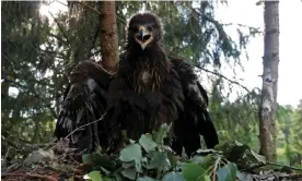  ?? Photograph: Vasily Fedosenko/Reuters ?? Lesser spotted eagles in mid-flight are unused to vertical obstacles, and keep their eyes focused on mice, lizard or frog-shaped prey below.