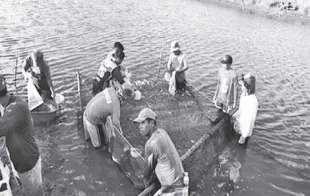  ?? DMMMSU ?? THE milkfish fingerling­s at CMB Fish Farm are being replenishe­d on January 17.