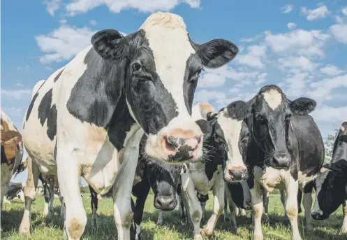  ??  ?? 0 Windy Scottish cows contribute heavily to the five per cent of UK greenhouse gases emitted by farm animals