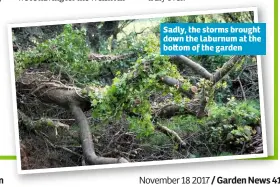  ??  ?? Sadly, the storms brought down the laburnum at the bo om of the garden