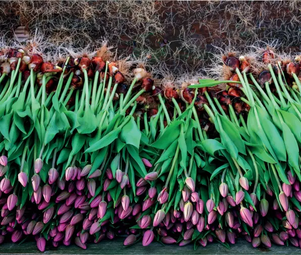  ?? ?? Hydroponic­ally cultivated tulips, in which plants are grown in a nutrient-rich solution rather than soil