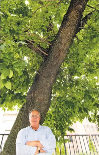  ?? Christian Abraham / Hearst Connecticu­t Media ?? Greg Martin, Ansonia Mayor David Cassetti’s constituen­t services director, stands June 17 under one of several Ash trees he helped to rescue along Main Street in Ansonia.