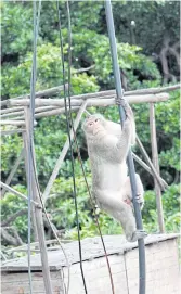  ?? PHOTOS BY TAWATCHAI KEMGUMNERD ?? ABOVE Prasert Chaweeint, director of Bang Khunthian district, has floated the idea of building an open zoo for monkeys on a 13-rai forest plot. Covered with a cage, the zoo would help to prevent monkeys from causing a nuisance to residents.