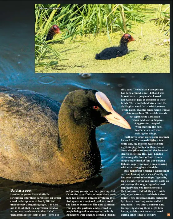  ??  ?? Baby Coots are very cute!