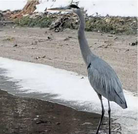  ?? Photos by Audrey Hannifin, Special to The Denver Post ?? Great blue heron seen along the Cherry Creek Bike Path east of Colorado Boulevard in Denver.